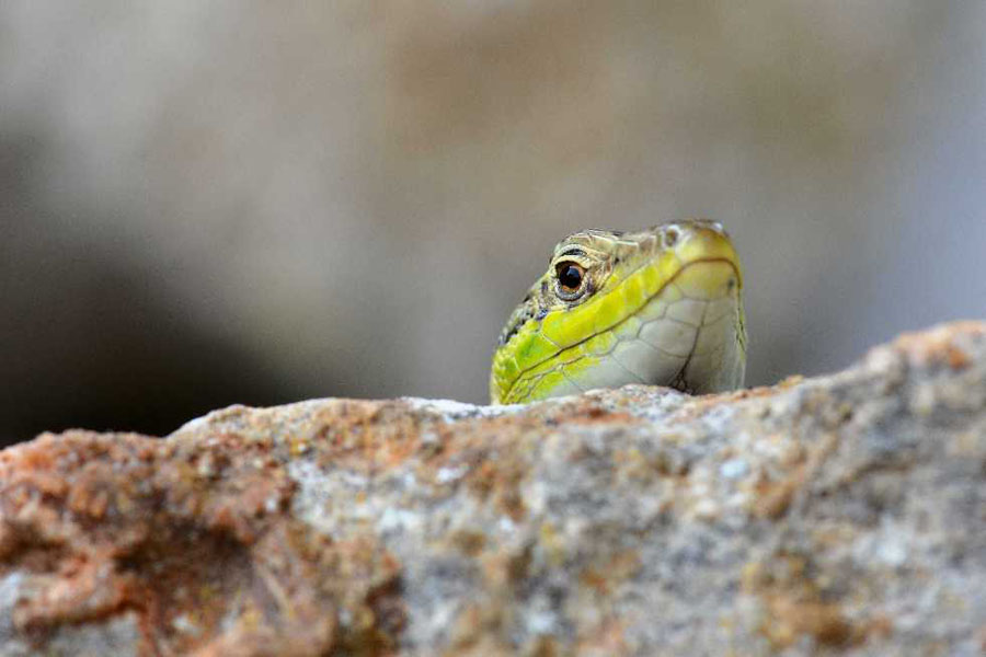 Animal world — 14