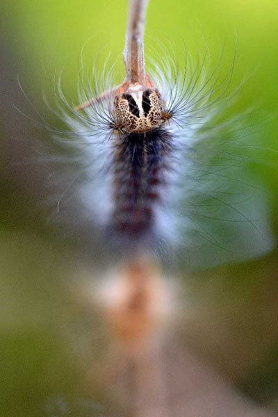 Animal world — 17