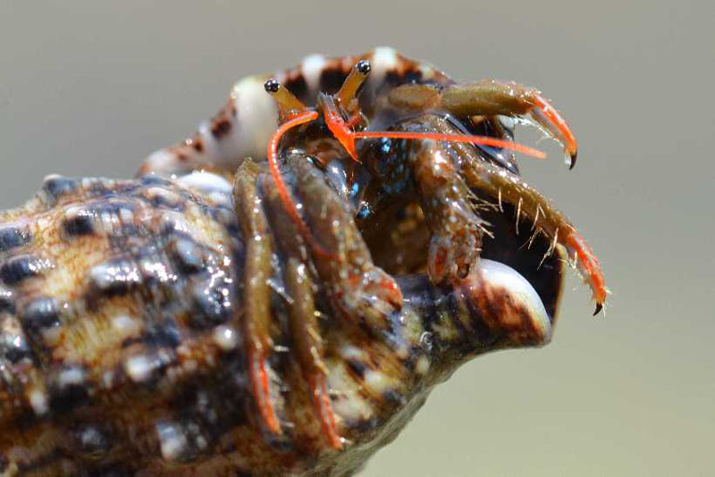 Animal world — 21