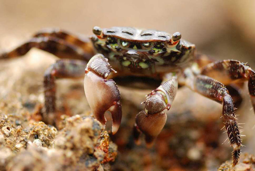 Animal world — 24