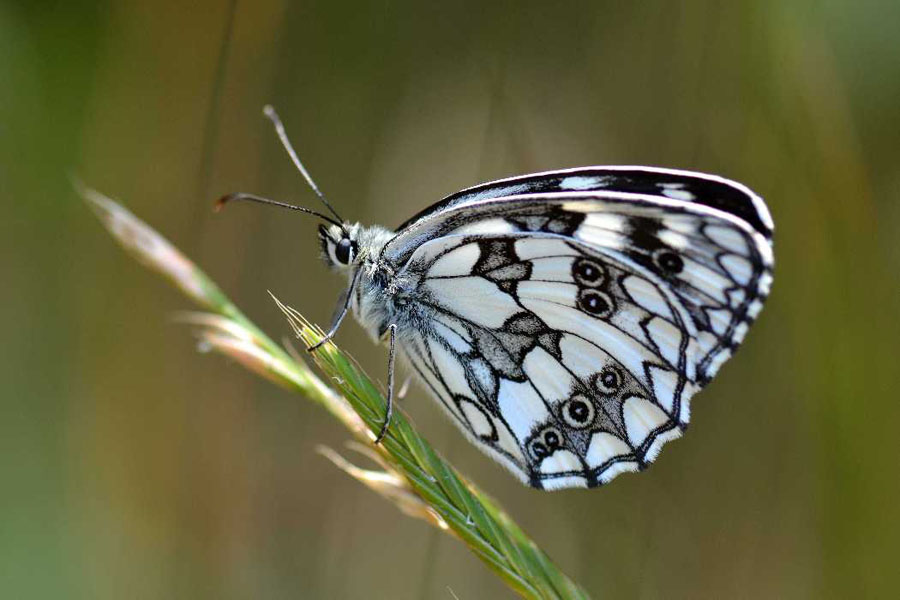 Animal world — 25