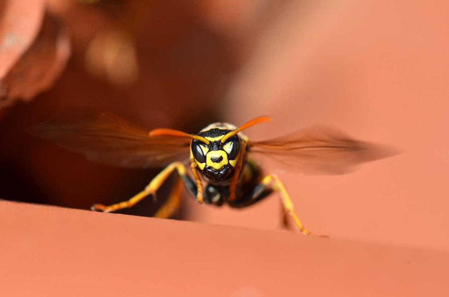 Animal world — 27