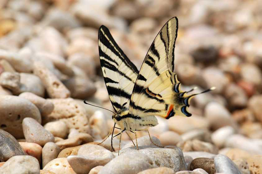 Animal world — 28