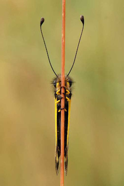 Animal world — 30