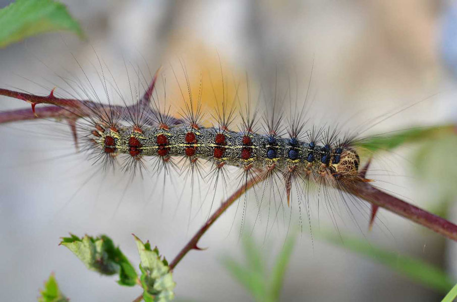 Animal world — 31