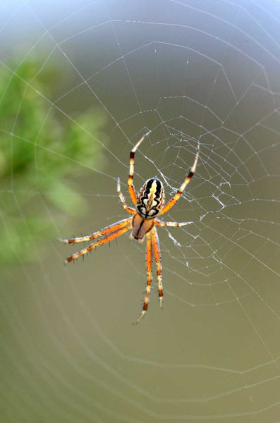 Animal world — 36